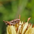 Dark Bush Cricket (Pholidoptera griseoaptera) Alan Prowse